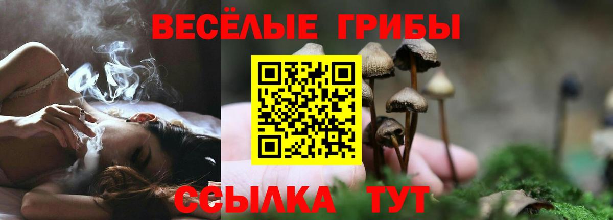 Галлюциногенные грибы GOLDEN TEACHER  Галлюциногенные грибы Psilocybe  Вход с VPN  Богданович 